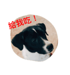 ToutouDidy（個別スタンプ：8）