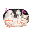 ミルの日常・家族版（個別スタンプ：4）