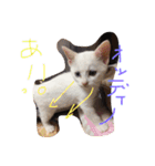ミルの日常・家族版（個別スタンプ：6）