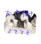 ミルの日常・家族版（個別スタンプ：10）