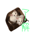 ミルの日常・家族版（個別スタンプ：12）