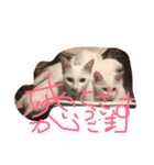 ミルの日常・家族版（個別スタンプ：13）