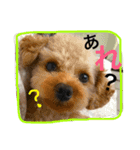 トイプードルのクッキー君（個別スタンプ：1）