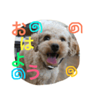 トイプードルのクッキー君（個別スタンプ：3）