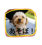 トイプードルのクッキー君（個別スタンプ：6）