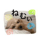 トイプードルのクッキー君（個別スタンプ：7）
