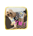 トイプードルのクッキー君（個別スタンプ：8）