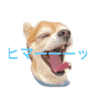 チワワのミルくん（個別スタンプ：7）