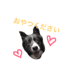 ぼーだーず。3（個別スタンプ：1）