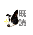 ぼーだーず。3（個別スタンプ：14）