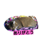 普段使いやすい言葉でまとめました。（個別スタンプ：1）