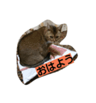 普段使いやすい言葉でまとめました。（個別スタンプ：2）