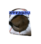 普段使いやすい言葉でまとめました。（個別スタンプ：4）