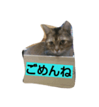 普段使いやすい言葉でまとめました。（個別スタンプ：5）