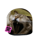 普段使いやすい言葉でまとめました。（個別スタンプ：6）