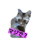 普段使いやすい言葉でまとめました。（個別スタンプ：7）