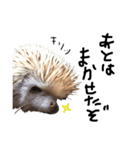 ハリネズミのみたらし（個別スタンプ：7）