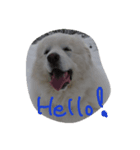 My dog diary 3（個別スタンプ：2）