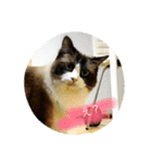 めるねこすたんぷ（個別スタンプ：7）