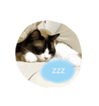 めるねこすたんぷ（個別スタンプ：37）