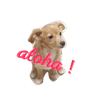 チワックスのくぅちゃん！（個別スタンプ：1）