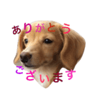 チワックスのくぅちゃん！（個別スタンプ：15）