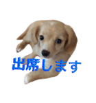 チワックスのくぅちゃん！（個別スタンプ：18）