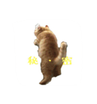 Kinakun（個別スタンプ：4）