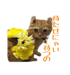 Kinakun（個別スタンプ：5）