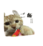 Kinakun（個別スタンプ：6）