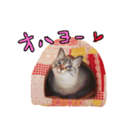 うちの猫と仲間たち2（個別スタンプ：7）