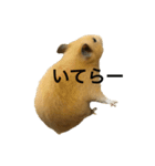 キンクマのきなこ（個別スタンプ：22）
