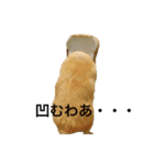 キンクマのきなこ（個別スタンプ：40）