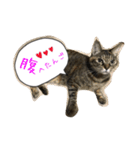 猫★ねこ★ネコ（個別スタンプ：1）