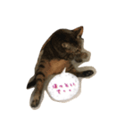 猫★ねこ★ネコ（個別スタンプ：5）