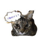 猫★ねこ★ネコ（個別スタンプ：6）