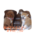 Dog's greetings lavly（個別スタンプ：1）