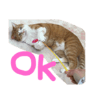 ぴんすたんぷ（個別スタンプ：16）