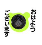 kuropugpug（個別スタンプ：1）