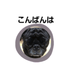 kuropugpug（個別スタンプ：4）