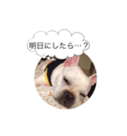 フレンチブルドッグちゃーの日常吹き出し（個別スタンプ：19）