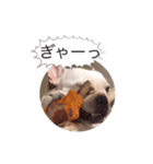 フレンチブルドッグちゃーの日常吹き出し（個別スタンプ：34）