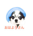 チワワの染めちゃん（個別スタンプ：1）