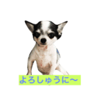 チワワの染めちゃん（個別スタンプ：2）