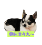 チワワの染めちゃん（個別スタンプ：4）