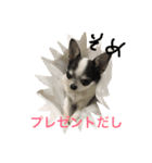 チワワの染めちゃん（個別スタンプ：6）