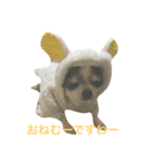 チワワの染めちゃん（個別スタンプ：7）