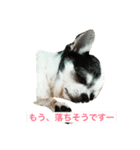 チワワの染めちゃん（個別スタンプ：8）