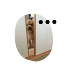 トイプードルのふくちゃんです！（個別スタンプ：1）