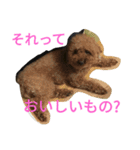 トイプードルのふくちゃんです！（個別スタンプ：2）
